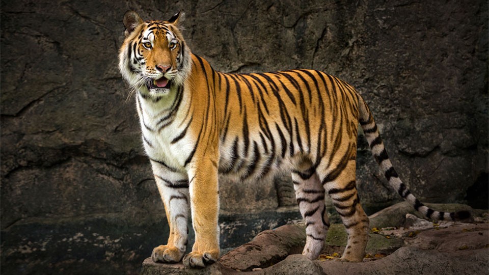 TStiger