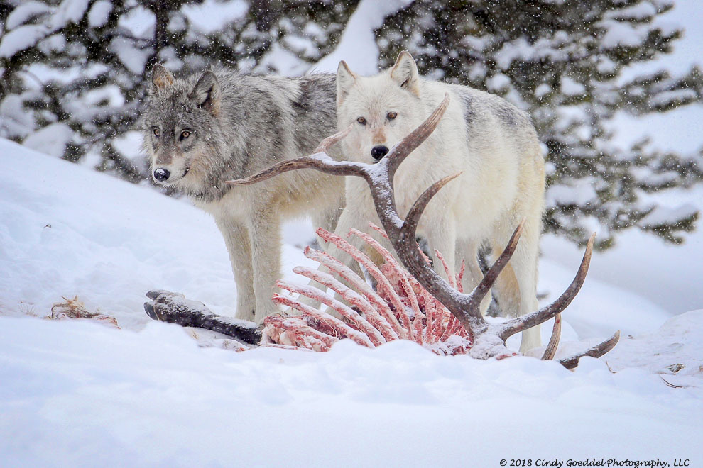 19 wild wolf wolves winter bull elk carcass snowing