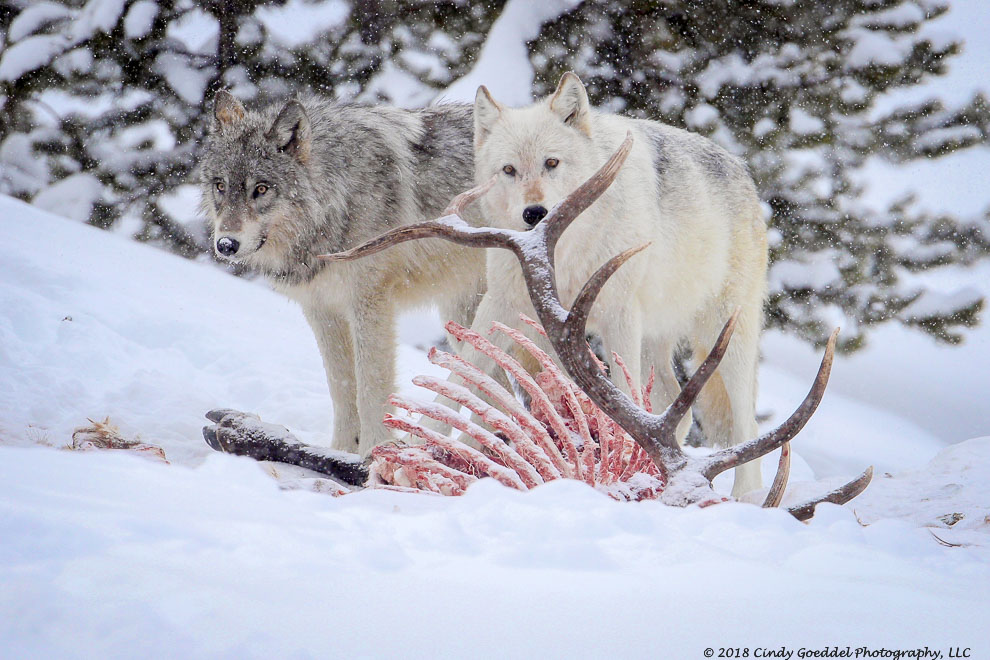 Are Aliens Abducting You or Do You Just Need Sleep? 20 19 wild wolf wolves winter bull elk carcass snowing