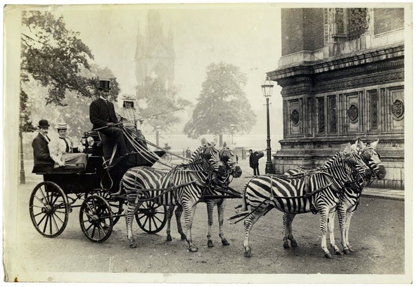 Baby Ape-Men & the Self-Domestication Theory 4 Zebra Chariot Image - 1800s