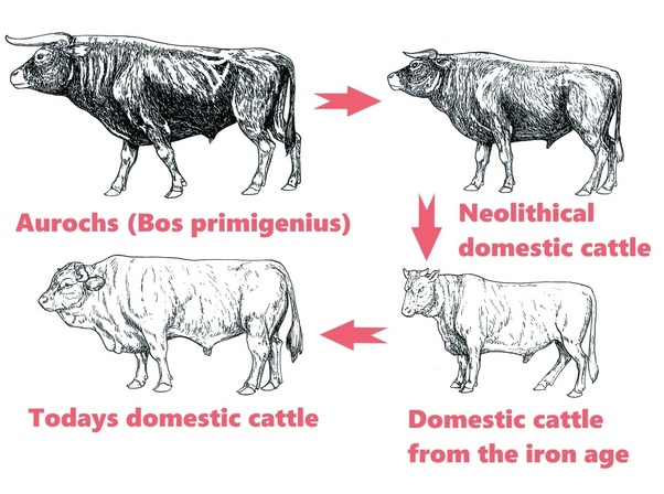 Baby Ape-Men & the Self-Domestication Theory 3 main qimg 72d3ceb5f78e23a745d4311b93ed4f40