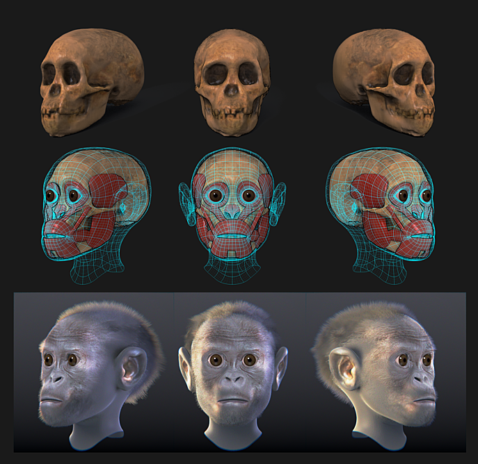 Australopithecus africanus, one of our earliest upright ancestors. Note the flattened facial features typical of domesticated mammals.