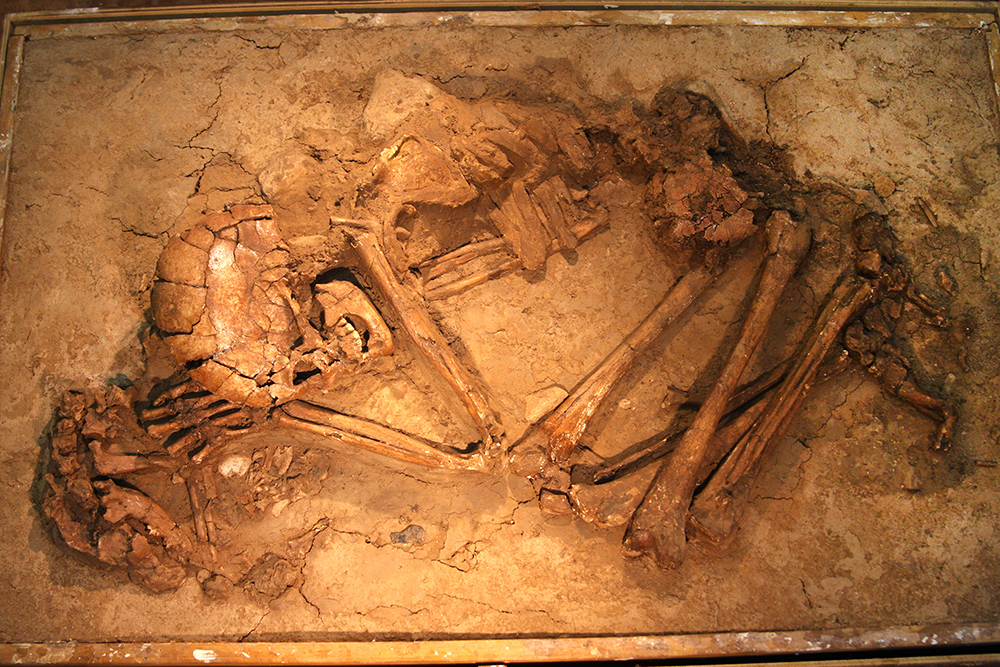 Proto-Neolithic burial remains of what appears to be a woman holding her pet dog, 15,000-11,500 years ago.